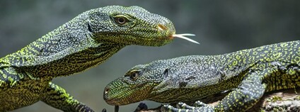 Varani Salvadoriovi jsou často považováni za nejdelší ještěry světa. Foto Zoo Praha