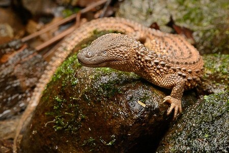 V zoologických zahradách je tohoto druhu na celém světě jen pár jedinců, v přírodě žije pouze na ostrově Borneo v oblastech malajského sultanátu Sarawak a v indonéských provinciích Západního a Severního Kalimantanu.