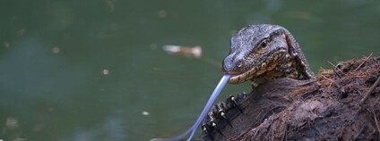 Varan skvrnitý Foto: Aardwolf6886 Flickr