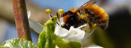 Foto: Martin Šlachta / AV ČR