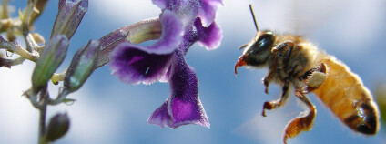 Včela v letu. Foto: Sydney Docker Wikimedia Commons