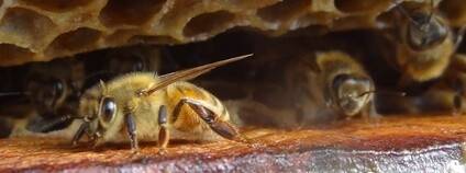 Včela východní Foto: Minnesota National Guard Flickr.com