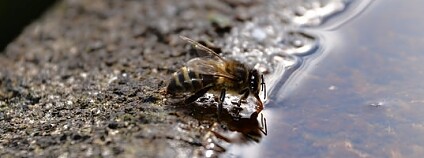 Foto: *Psyche Delia* / Flickr