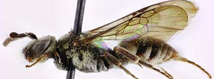 Foto: Jakub Straka a Michael S. Engel