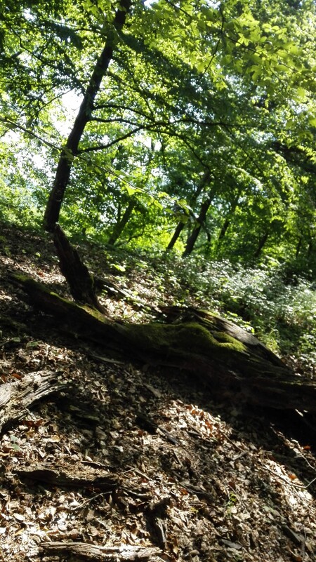 Jde o nejrozsáhlejším lesy s původní skladbou dřevin v údolí Sázavy a nejzachovalejší bučinu ve středních Čechách. Díky převážně severní expozici, dostatečné vlhkosti a velkému sklonu i členitosti se tu daří mnoha rostlinám a živočichům.