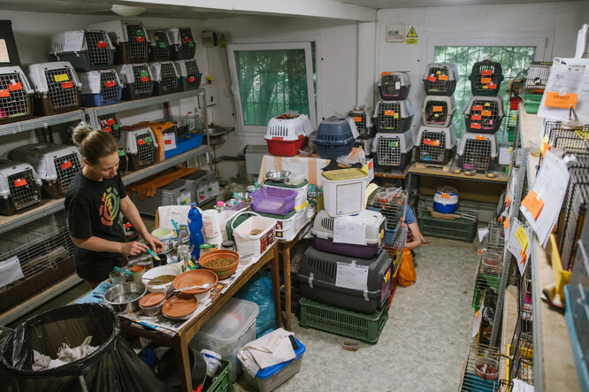 Záchranná stanice v současné době působí v provizorním útočišti, dokud se nerekonstruje její působiště v Jinonicích.