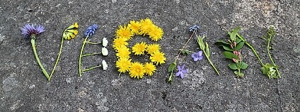 foto: Helen Alfvegren / Flickr