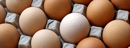 plato vajec Foto: Pietroizzo Flickr