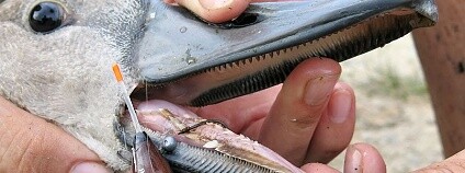 Foto: Karel Makoň / DESOP - Záchranná stanice živočichů Plzeň