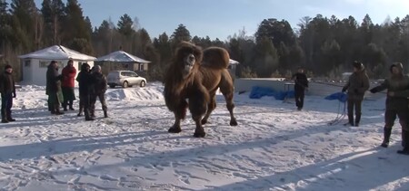 Rituál obětování velbloudů rozhněval ochránce zvířat.