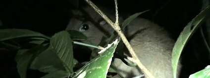 Foto: Milada Řeháková / Tarsius