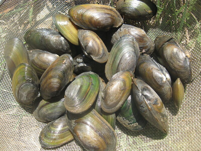 Velevrub tupý z náhonu Strhanec při jednom z předchozích monitoringů v roce 2012.