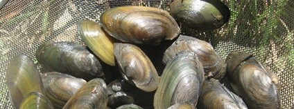 Velevrub tupý Foto: Luboš Beran AOPK ČR