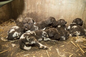 V současné době je celá skupina stále pohromadě a ošetřovatelé očekávají, že během dvou týdnů by mohla štěňata začít vylézat z nory