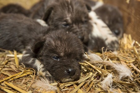 ZOO Dvůr Králové se snaží psy hyenové nejen odchovávat, ale pomáhá jejich přežití i v divočině