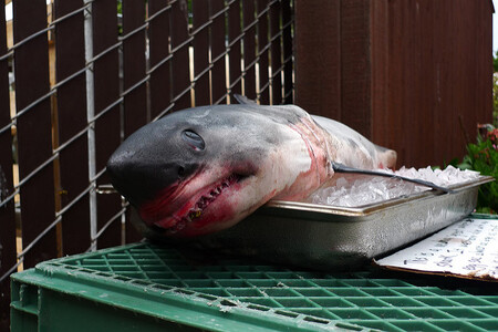 "Pokles počtu bílých žraloků povede ke zvýšení lachtaní populace, a to bude mít nepříznivý dopad na počty ryb, a tedy také místní rybářský průmysl," říká Sara Andreottiová.