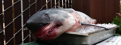 Foto: Eric Chalifour / Flickr