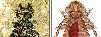 Vši staré a nové. Foto: Vincent S. Smith/Science/AAAS