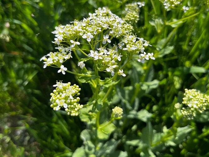 Vesnovka obsahuje sulforafan s antikarcinogenními vlastnostmi.