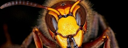 Sršeň asijská Foto:  Philippe Garcelon Flickr