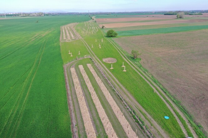 Nově vysazený větrolam Kostice