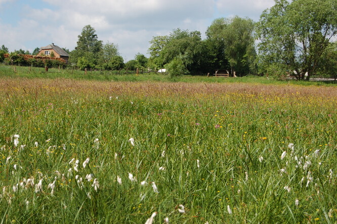 Stav mokřadní louky u Větrova v roce 2009.