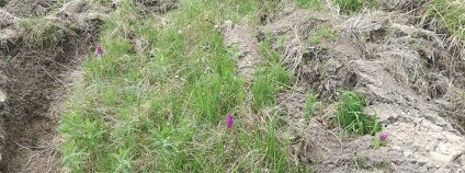 foto: Karel Kříž ČSOP Vlašim