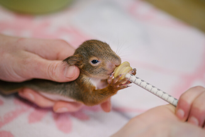 U veverek, která se plazí v trávě, je rada o nesahání nesmyslná.