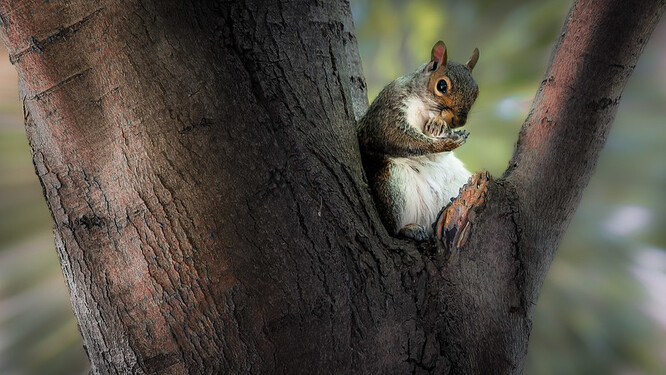 "Veverky a další drobní hlodavci jsou jen zřídka nositeli vztekliny," ujistily městské služby. Správa městských parků nabádá obyvatele, aby nekrmili veverky, které přivykly kontaktu s lidmi.