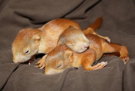 Veveřátka se poprvé podívají na svět mezi 28. a 31. dnem od narození. Často se stává, že se jim   rozlepí nejprve jedno oko a až druhý den ho následuje oko druhé. Odstup mezi otevřením očí u   prvního a posledního veverčete z téhož vrhu může být až 4 dny.