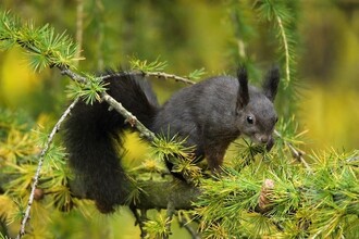 Veverky u nás mají běžně barvy od světle rezavé přes hnědou až po černou. Samotná rezavá barva má množství odstínů.