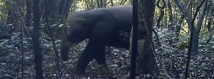 foto: africanews / youtube.com