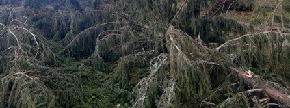 Vítr v Jeseníkách poškodil tisíce stromů Foto: Arcibiskupské lesy a statky Olomouc