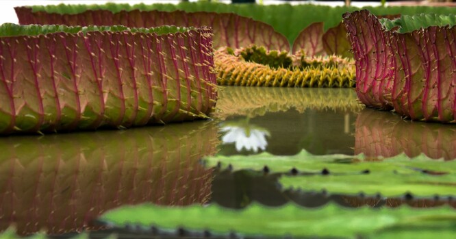 Odborníci se původně domnívali, že se jedná o druh Victoria amazonica, jeden ze dvou známých druhů obřích leknínů.