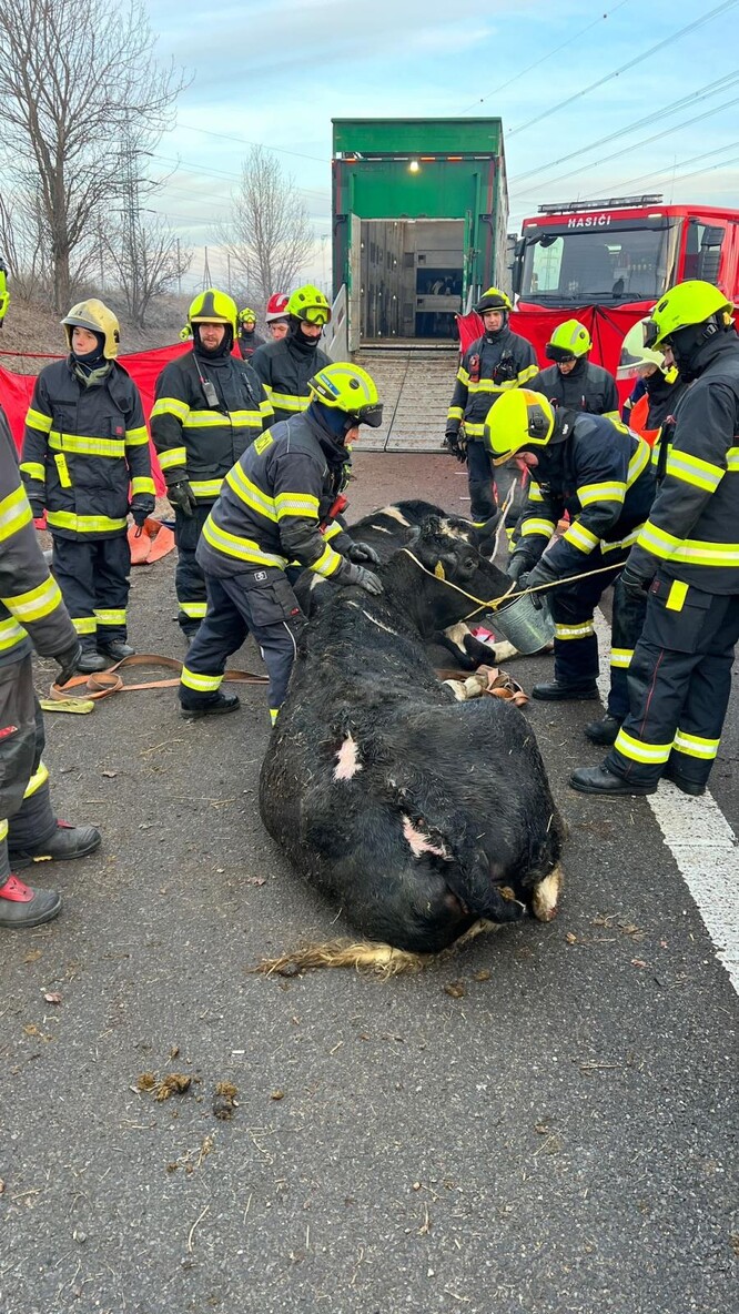 Jalovice v péči hasičů.