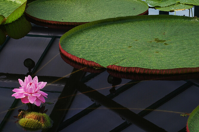 Viktorie královská je největším leknínem světa s listem o průměru až tři metry. Kvete jen po dvě noci. První noc má květ bílou barvu a asi o 12 stupňů vyšší teplotu než je v okolí, tím podle Lenka láká noční brouky k opylení. "Pro brouky v noci ten květ svítí jako maják," uvedl Lenk. Brouky v sobě květ ráno uzavře, aby mohlo dojít přes den k opylení. "Druhou noc se květ otevře znova, ale už je takový sytě růžový až skoro do červena.