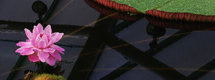 vět viktorie královské v botanické zahradě v Liberci M. Studnička Botanická zahrada Liberec