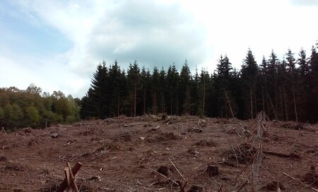 Budoucí lesy, které v Česku vyrostou na holinách či zbytcích uschlých a kůrovcem zničených lesů, musí mít bohatou strukturu. / Ilustrační foto