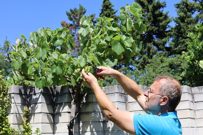 Michal Pavlík, vedoucí botanické zahrady MENDELU, u vinné révy.