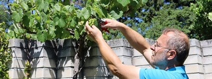 Michal Pavlík, vedoucí botanické zahrady MENDELU, u "Mendelovy" vinné révy Foto: Mendelova univerzita v Brně