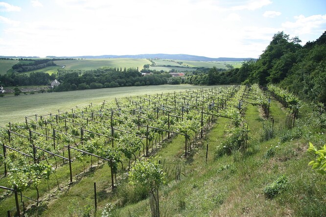 Vinice Sádek v Kojeticích na Třebíčsku.