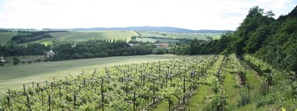 Vinice Sádek v Kojeticích na Třebíčsku Foto: Jiří Sedláček Wikimedia Commons