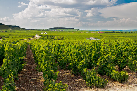 Nyní jde zejména o to, vyrobit odrůdy odolné vůči nákazám jako padlí révové, kterým globální oteplování jde k duhu. Zároveň je cílem omezit potřebu pesticidů