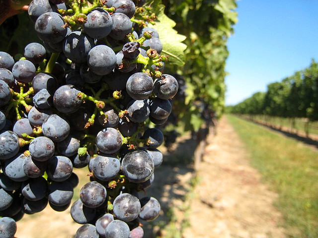 Naprosto proti návrhu se staví Vinařská unie ČR, podle které je zákon pro domácí trh s vínem likvidační. "V produkci vinných hroznů Česko není ani zdaleka soběstačné. Moravské a české vinice pokrývají tuzemskou spotřebu vína maximálně z jedné třetiny, v letech slabých na úrodu ale i méně. Ani při nejlepší vůli proto není možné vyrobit žádané množství vín výhradně z domácí produkce hroznů," uvedl prezident unie Ondřej Beránek.