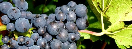 Foto: Leanne Webbová CSIRO