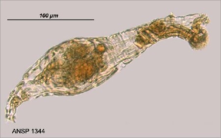 Díky studiu vířníků vědci například objevili látky, které se dnes používají v medicíně pro přechovávání orgánů pro transplantaci