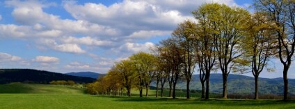 Vítkovská alej Foto: Alej roku.