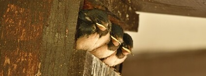Vlaštovky zahnízdily v budce pro rehky Foto: Jaromír Kříž