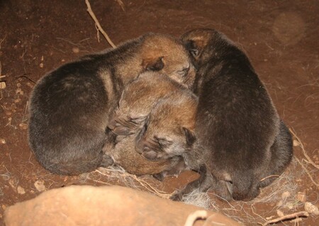 V květnu se v rozlehlém přírodním výběhu narodil vlčímu páru už druhý vrh vlčat. Lidé mohou zvířata sledovat přímo z dlouhé dřevěné lávky vyvýšené nad terén nebo prostřednictvím kamer přímo v objektu návštěvnického centra