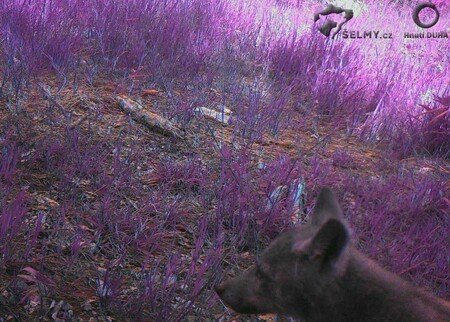 Dvě letošní vlčata v létě zaznamenala fotopast ve Vraních horách u česko-polské hranice na Trutnovsku, které navazují na oblast Broumovska.